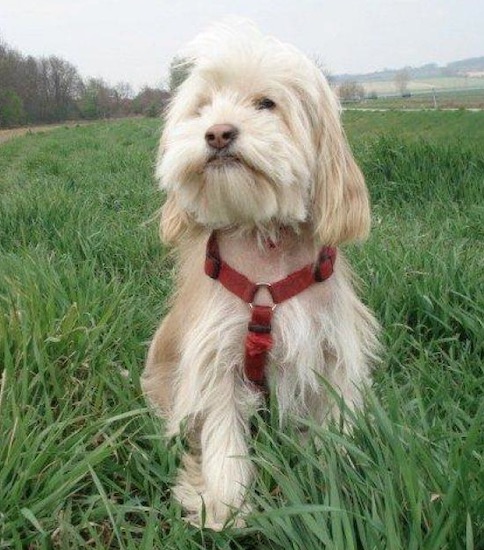 A longhaired white dog wearing a red harness outside in tall grass