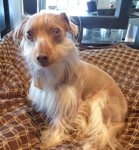 A small tan dog with peach fuz hair on his back and face and longer cream colored hairs down his legs and on his beard sitting down on a brown and tan blanket.