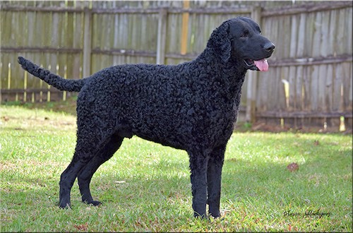 big black curly haired dog