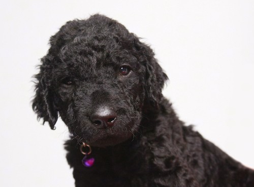 small black dog with curly hair