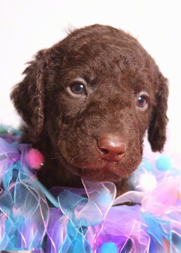 Curly-Coated Retriever Dog Breed Information and Pictures