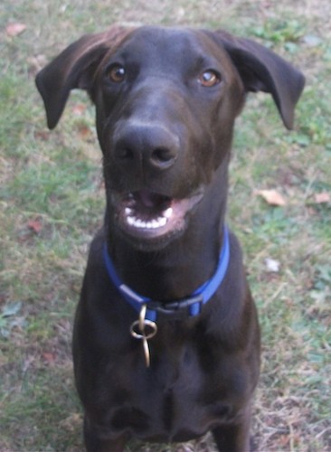 Front view head and upper body shot of a short coated black dog with brown eyes, ears that fold down and out to the sides, a long muzzle with a big black nose wearing a blue collar sitting down outside in grass