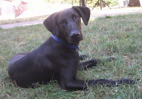 Side view of a large breed black dog with wide long ears that hang to each side of his head, a long muzzle with a big black nose, brown eyes and long legs laying down in grass