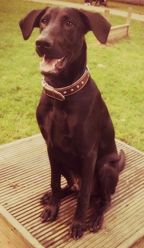 A large breed black dog with big ears that fold down and slightly out to the sides with a long muzzle and a big black nose sitting down on a square platform outside in an agility field