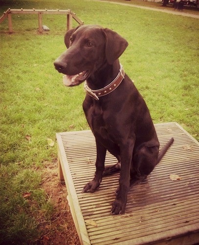 A large breed black dog with a short coat, a big long muzzle, and soft ears that fold to the sides sitting down on a square platform outside with agility equipment behind him