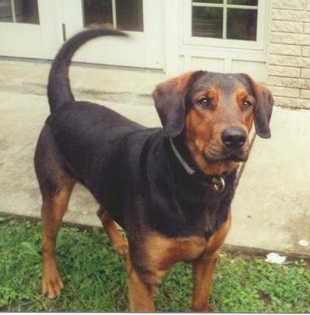A large breed black and tan dog with a long thick tail, brown eyes and a black nose and a thick neck and body standing outside in grass in front of a white house