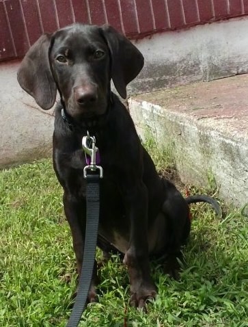 A large breed dark brown puppy with wide, long soft ears that hang down to the sides of his cheeks, almond shaped brown eyes and a brown nose sitting down in the grass in front of a concrete step at a red brick house