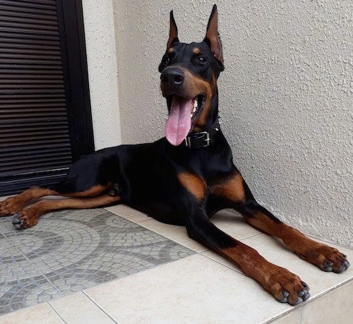 grey doberman puppies