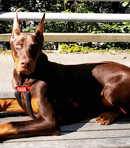 red doberman dog