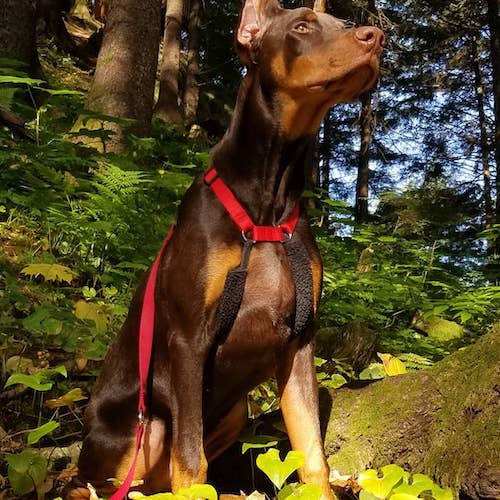 red doberman dog