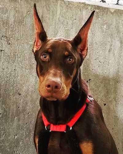 Front upper body shot of a brown and tan dog with large prick pointy ears wearing a red collar sitting down