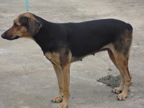 Side view of a black with tan large breed dog with a long tan muzzle, a large black body with long tan legs and black ears that hang to the sides standing outside on concrete