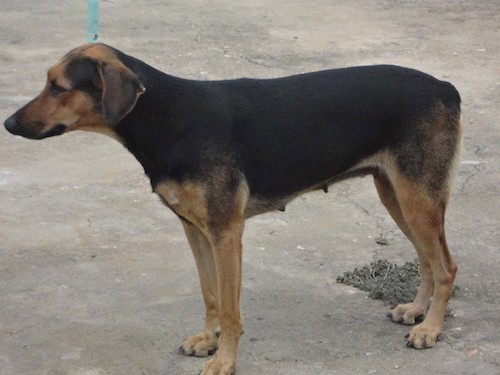 Vista laterale di un cane di razza grande, nero e abbronzato con un lungo muso abbronzato, un grande corpo nero con lunghe gambe abbronzate e orecchie nere che pendono ai lati in piedi fuori sul cemento