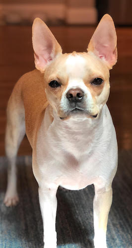 A cream colored Boston Terrier dog standing on a gray carpet