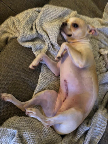 A cream colored Boston Terrier with stitches on his belly laying belly up in a tan blanket