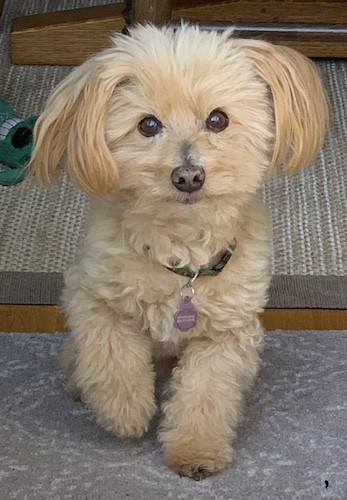 A fluffy soft little curly coated tan dog with ears that hang to the sides and a little black nose with small dark eyes looking forward