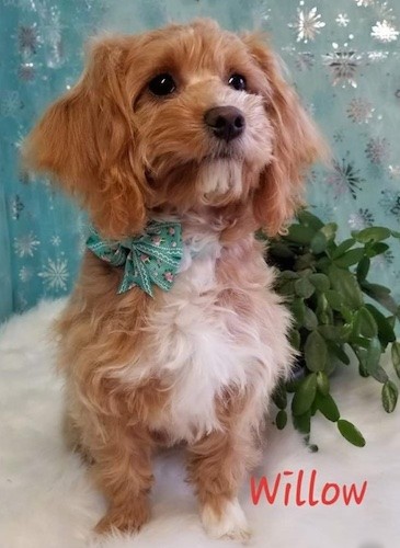 wire haired dachshund poodle mix