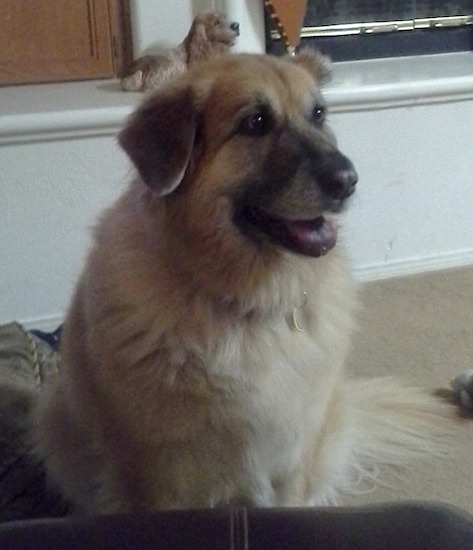 A thick coated tan dog with a black muzzle, a black nose and dark eyes sitting down on a tan carpet.