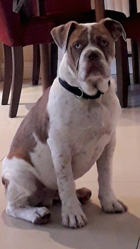 American Bulldog Breed Information