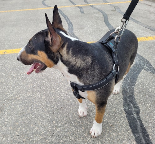 A muscular tricolor black tan and white dog standing in a parking lot looking to the left