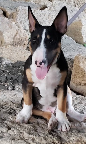 A black, tan and white thick bodied dog with a wide chest and large prick ears sitting down outside on large rocks