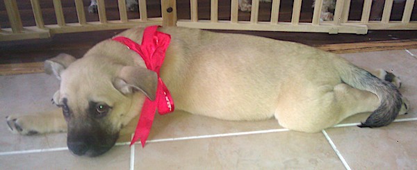 A large breed tan puppy with black markings on his muzzle and tail laying down with a red bow around his neck
