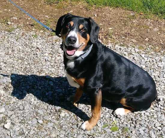 A thick bodied, tricolor black tan and white dog sitting down in a stone driveway