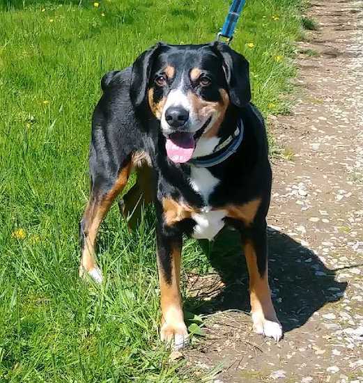 Front view of a smiling thick bodied, tricolor black tan and white dog standing on the side of the road