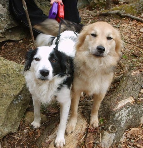 Two thick coated dogs standing side by side in the woods next to large rocks, connected to retractable leashes with a person holding their leash behind them