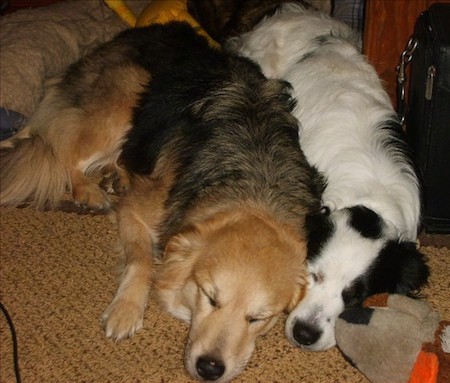 Two thick coated dogs, a tan and black dog and a white and black dog sleeping side by side on a tan rug on the floor next to a plush dog toy