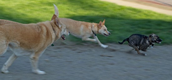Two large tan and white dogs chasing a little brown brindle medium sized dog through dirt at a dog park  next to the grass line