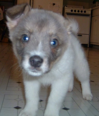 A little fuzzy puppy with a tan head an da white body and blue eyes and a gray nose standing inside of a kitchen in a house