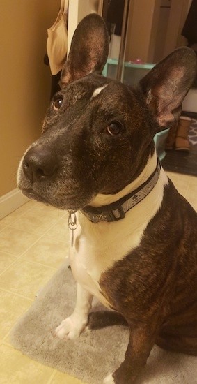 A muscular, thick-bodied brown black brindle with white dog with a large head, dark eyes and large bat ears sitting down on a little tan mat inside of a house.