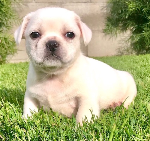A small white puppy with her ears folded to the sides, a round pushed back face, dark eyes and a black nose sitting down in green grass
