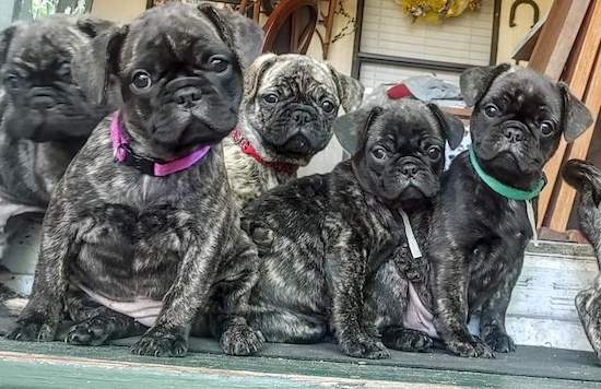A litter of little pudgy Frenchie Pug puppies sitting down on a green porch step.