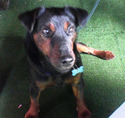 A short-coated black and tan dog with ears that fold to the sides sitting down on a green carpet looking u