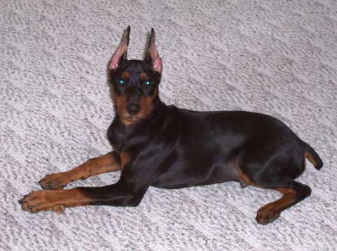 A black and tan small breed puppy with large stand up cropped ears and a docked tail laying down.