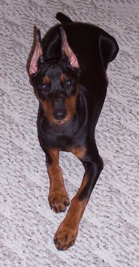 A small breed black and tan puppy with long legs and large stand up ears laying down
