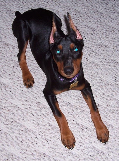 A black and red puppy with very large cropped pointy ears and a black nose laying down