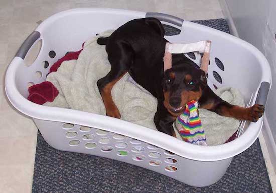 A black and tan puppy with his ears taped up after being cropped inside a white plastic basket chewing on a toy