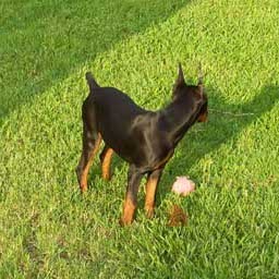 A black and tan Pinscher puppy standing outside in grass with toys at his feet