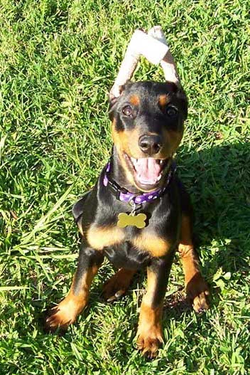 A black and tan puppy with this ears taped together sitting down in grass