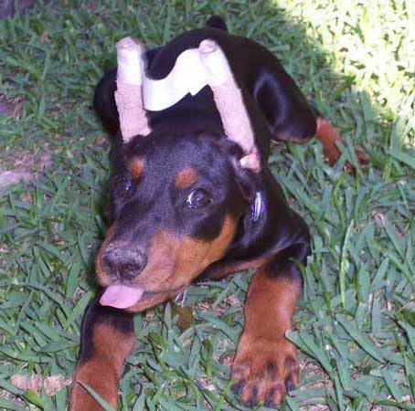 A small black and tan puppy laying down in grass with bandages wrapped around his ears so they stand up