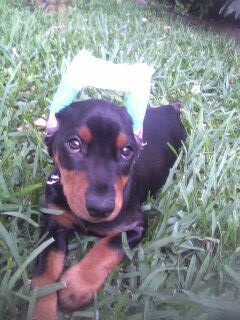 A young black and red colored puppy laying down in grass with bandages wrapped around his ears to train them to stand up