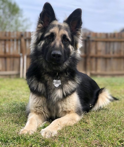 can a german shepherd be all black