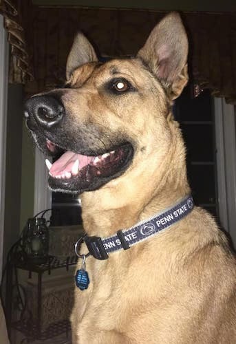 Front side view of a tan shepherd wearing a Penn State dog collor with a blue dog tag haning from it sitting down with his pink tongue showing