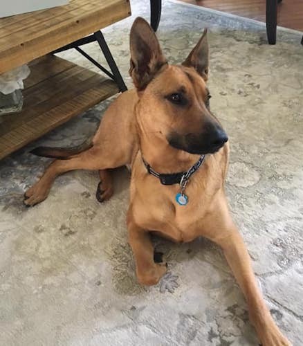 A short coated, large breed tan shepherd dog wearing a Penn State dog collar laing down on a gray rug inside of a house