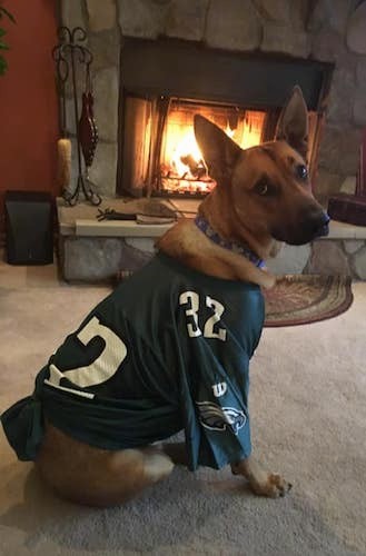 A large breed tan shepherd dog wearing a Philadelphia Eagles football jersey sitting down in a house in front of a lit fireplace