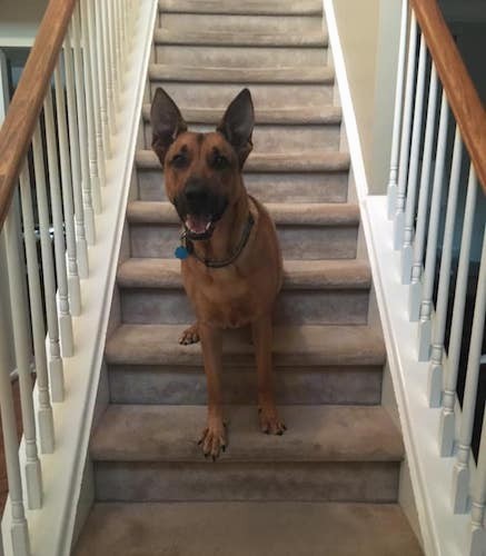 A large breed shepherd dog sitting down in the middle of a staircase in a house