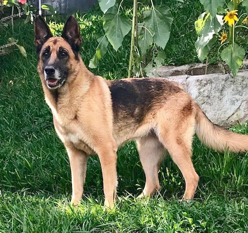 german shepherd triple coat price